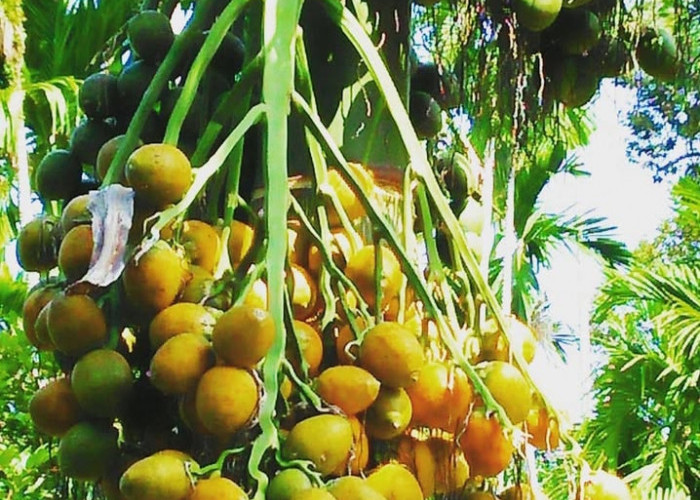 Ternyata Buah Pinang Sangat Bermanfaat Untuk Kesehatan, Salah Satunya Menjaga Kesehatan Mulut