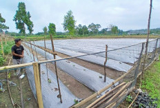 Uji Ketangguhan Musim Hujan, Agrowisata Pulau Emas Kembali Tanam Melon