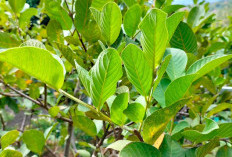 Manfaat Daun Jambu Biji, Tanaman Obat Cocok Untuk Kesehatan dan Cara Mengolahnya