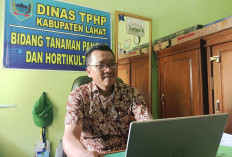 Lahat Panen Padi 12.205 Hektare, Periode Januari-Agustus, Siapkan Bantuan Bibit Benih Padi 
