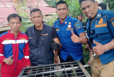 Beruang Madu Muncul di Lahat, Damkar Lahat dan BKSDA Sigap Turun ke Lapangan