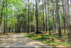 Melihat Indahnya Hutan Punti Kayu Palembang, Objek Wisata Alam di Tengah Kota