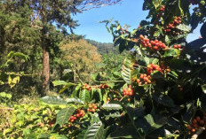 Selain Sebagi Minuman Penyemangat, Tanaman Obat Kopi Juga Baik Untuk Kesehatan dan Kehidupan Sehari-hari