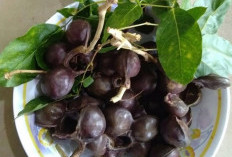 Miliki Aroma Yang Khas Ternyata Jengkol Kaya Nutrisi, Ini 6 Manfaat Tanaman Obat Jengkol Untuk Kesehatan 