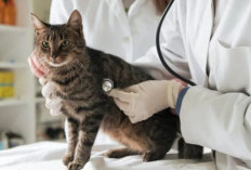 4 Penyakit Kucing Yang Paling Mematikan