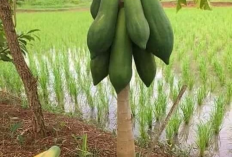 Manfaat Buah Pepaya untuk Kesehatan