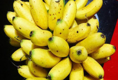 Ini Dia Manfaat Pisang Emas Untuk Kesehatan, Salah Satunya Baik Untuk Jantung
