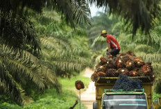 Harga TBS Sawit Bulan Desember Turun, Capai Rp 18.546 Per Kg