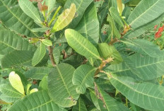 Gula Darah Turun Dengan Daun Jambu Mentega, Ini Manfaat Tanaman Obat Daun Jambu Mentega Untuk Kesehatan