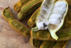 Ini Dia Manfaat Buah Salju Bagi Kesehatan! Yuk Kita Simak