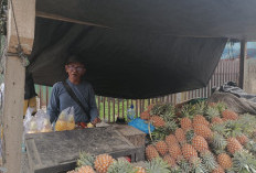 Asam Manis Perjuangan Penjual Nanas di Jalan Pasar Bawah