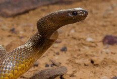 Mengenal Ular Inland Taipan Paling Beracun dan Mematikan di Dunia