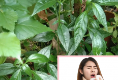 Mau Tau Cara Meredakan Batuk dan Flu ? Berikut Manfaat Tanaman Obat Sambiloto