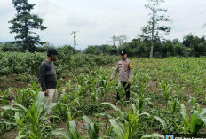 Bhabinkamtibmas Tinjau Tanaman Jagung Desa Binaan