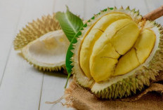 Bagi Para Pecinta Durian, Berikut 7 Tips Memilih Durian yang Manis dan Tebal