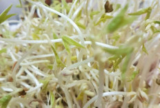 Ini Dia Manfaat Toge Bagi Kesehatan Yang Jarang Diketahui, Salah Satunya Meningkatkan Kesuburan