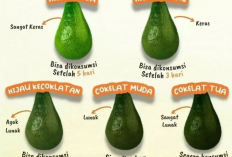 4 Mukjizat Tanaman Obat Sayur dan Buah Ampuh Bikin Awet Muda, Nomor 1 Alpukat