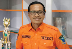 BPBD Lahat Imbau Waspada Pohon Tumbang Selama Musim Hujan
