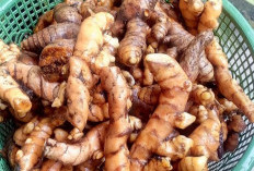 Manfaat Tanaman Obat Kunyit Bagi Kesehatan Tubuh, Salah Satunya Dapat Meningkatkan Fungsi Otak