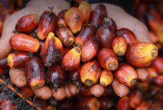 Harga TBS Sawit Sumsel Naik, Petani Sambut Kabar Positif di September 2025