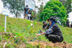 Pulihkan Hutan Bekas Tambang, Aksi Nyata Kelompok Tani Selamatkan Lingkungan Bersama BRI Menanam-Grow & Green