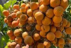 Mulut Jadi Bersih Dengan Mengkonsumsi Buah Pinang, Ini Manfaat Tanaman Obat Buah Pinang Bagi Kesehatan