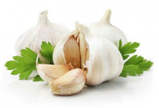 Tanaman Obat Bawang Putih! Antibakteri Kuat untuk Kulit Bebas Jerawat