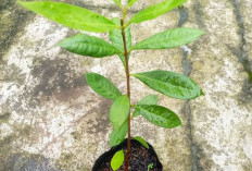 Tanaman Obat Daun Salam Baik Untuk Kesehatan dan Kehidupan Sehari-hari