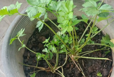 Manfaat Tanaman Obat Daun Sop Bagi Kesehatan, Salah Satunya Menjaga Kesehatan Ginjal