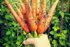 Ini Manfaat Tanaman Obat Wortel Untuk Kesehatan, Salah Satunya Dapat Meningkatkan Kesehatan Mata