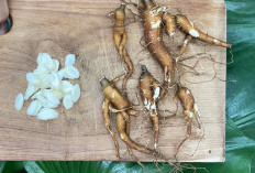 5 Manfaat Tanaman Obat Gingseng Jawa Untuk Kesehatan Tubuh
