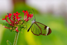 Inilah Glasswing Butterfly Kupu-kupu Bersayap Transparan 