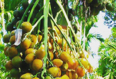 Ternyata Buah Pinang Sangat Bermanfaat Untuk Kesehatan, Salah Satunya Menjaga Kesehatan Mulut