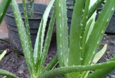 Tanaman Obat Rahasia Kulit Bercahaya dan Rambut Sehat Alami dengan Keajaiban Lidah Buaya