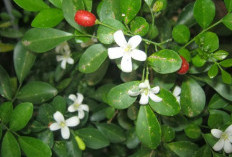 Wow! Tanaman Obat Daun Kemuning, Manfaat Tersembunyi untuk Kontrol Kolesterol dan Kesehatan Jantung Optimal