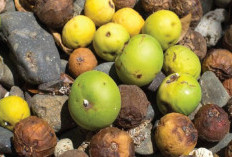 Mengintip Buah Manchineel Paling Beracun di Dunia Hingga Sebabkan Kematian