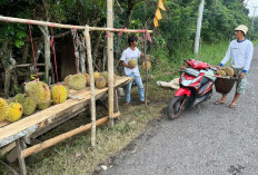 Musim Durian Pedagang Laris Manis