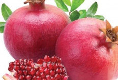 Ini Manfaat Buah Delima Bagi Kesehatan,  Nomor 3 Meningkatkan Fungsi Otak 