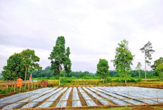 Agrowisata Pulo Mas Mulai Musim Tanam Baru, Siap Kembali Menjadi Daya Tarik Empat Lawang