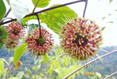 Uncaria Gmbir, Tanaman Obat Ini Punya Manfaat Kesehatan Luar