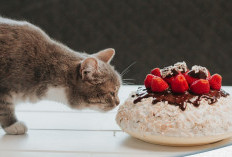 ﻿Kenali! Makanan Yang Tidak Boleh di Makan Kucing