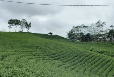 Satu-satunya Kebun Teh di Banten, Liat Tuh Indahnya Alam