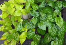 Manfaat Tanaman Obat Daun Sirih, Baik untuk Kewanitaan hingga Energi