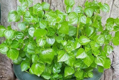 Simak! Daun Sirih Cina, Tanaman Obat Ajaib untuk Kulit Sehat dan Bebas Jerawat