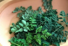Manfaat Daun Kelor, Tanaman Obat Ajaib Yang Kaya Nutrisi