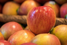 Inilah Racikan Tanaman Buah Apel, Obat Tradisional Kanker Getah Bening 