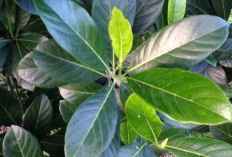 Tanaman Obat Daun Nangka Baik untuk Kesehatan dan Kehidupan Sehari-hari