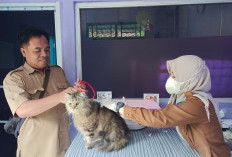 Cegah Rabies, 300 Vaksin Siaga