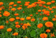Tanaman Obat Rahasia Kecantikan dari Bunga Calendula untuk Kulit Sehat Alami yang Menenangkan