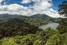 Wajib Tau! 3 Negara Dengan Hutan Terluas di Dunia